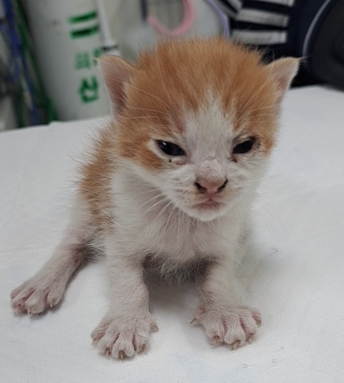 보호중 한국 고양이…